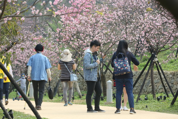 ▲櫻花盛開季！新竹公園櫻花開了　櫻花樹下野餐超浪漫。（圖／新竹市政府提供）