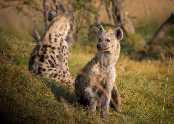 ▲鬣狗是撒哈拉以南非洲最普遍的掠食者，棲息在非洲的大草原 。（示意圖／取自免費圖庫Pixabay）