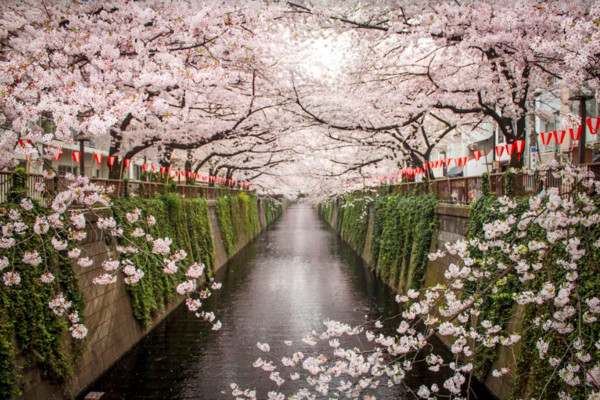 ▲日本櫻花。（圖／Airbnb提供）