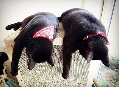 黑貓雙胞胎複製腦波！　超萌「1比1同步動作」其實背後有洋蔥　