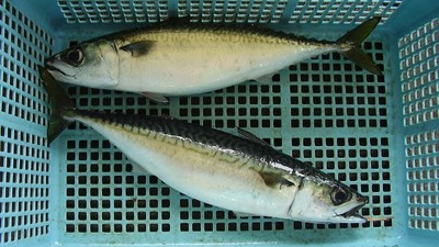澎湖人認證！「游過黑水溝」的魚才好吃　冬季最夯漁獲：白腹、土魠