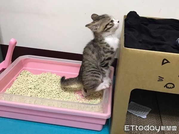 ▲萌貓上廁所「4隻雞爪」踮腳懸空還皺眉 網笑翻:不順嗎(圖/魯米媽媽提供,請勿隨意翻拍,以免侵權。)