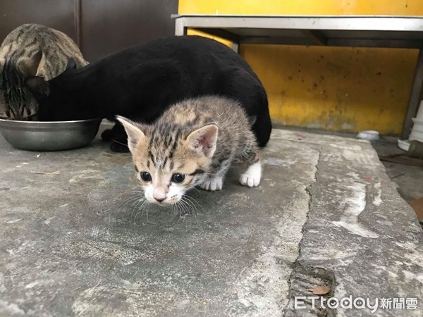 ▲萌貓上廁所「4隻雞爪」踮腳懸空還皺眉 網笑翻:不順嗎(圖/魯米媽媽提供,請勿隨意翻拍,以免侵權。)