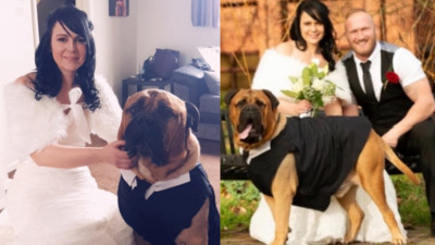 罹癌狗狗剩4個月生命！新娘排除萬難提前婚期　只為了讓愛犬參加婚禮