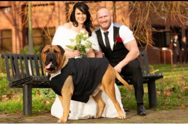 罹癌狗狗剩4個月生命！新娘排除萬難提前婚期　只為了讓愛犬參加婚禮（圖／gofundme）