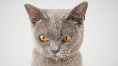 研究指出貓咪會「有樣學樣」　家裡毛小孩脾氣差　原來都是學你的