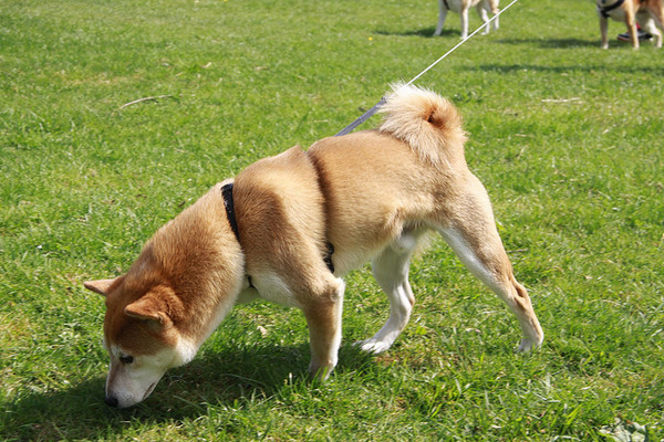 ▲▼。(圖/毛起來提供)