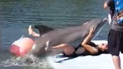 壞壞哦！海豚撲倒巨乳女遊客「高頻率抖動」一旁老公笑翻全拍下