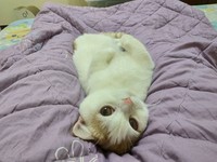 「牠心情好的時候，會跳到我的肩膀上磨蹭，眼神一對到，就湊過來討親親。」