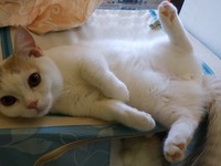飼主提到，Keru醬原本的床位在枕頭邊的櫃子上，「但是牠都把我當成跳台，總是要踩一下再蹬上去。」