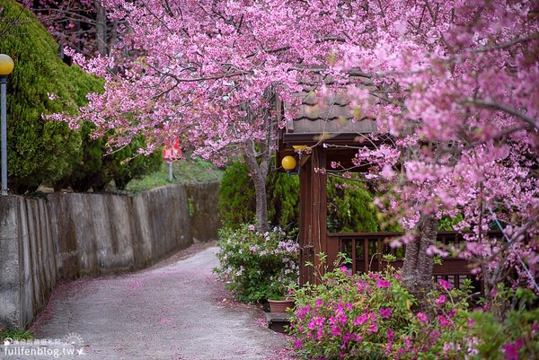 ▲▼拉拉山觀雲休憩山莊-蹤行山林。（圖／滿分提供）