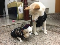 瓦力全家族都很愛動物，左邊是哥哥布丁。