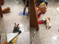 瓦力小時候就很皮，撲上去嚇哥哥「布丁」。