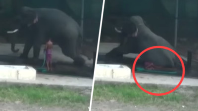 大象洗澡聽錯指令　馴象師鞭打沒站穩...竟被大象活活壓死！