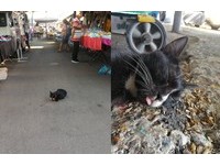 「整條路這麼寬，牠就是喜歡睡在路中間」
