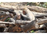 園區內的獼猴共有150隻以上，採取野放的飼養方式。