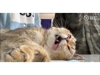 ▲▼貓咪一臉厭世躺在檯上。（圖／翻攝自秒拍）