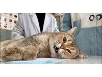▲▼貓咪一臉厭世躺在檯上。（圖／翻攝自秒拍）