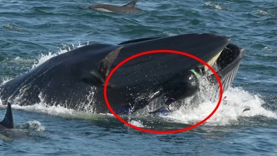浮出水面一口含住攝影師！　傻鯨魚停頓三秒才吐掉，搖搖尾鰭逃離現場