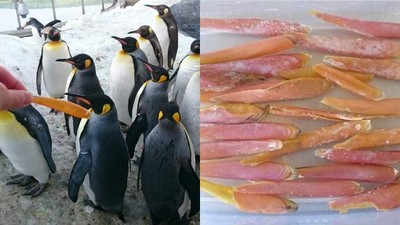 獵奇冷知識：企鵝除了換毛還會換鳥嘴？　橘色下嘴板年年換新的