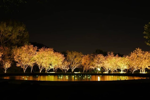 ▲2019陽明山花季 。（圖／臺北市政府工務局公園處提供）