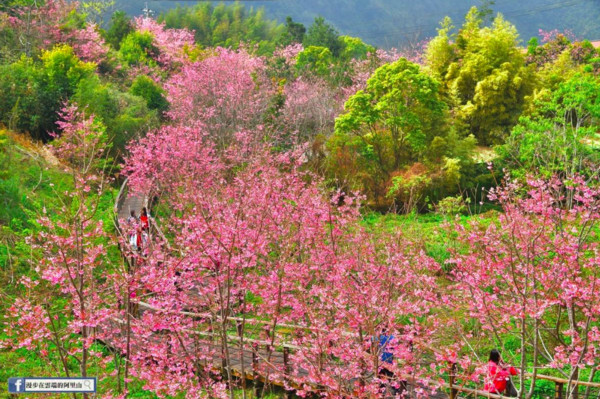 ▲阿里山櫻花。（圖／《漫步在雲端的阿里山》提供，請勿隨意翻拍，以免侵權。）
