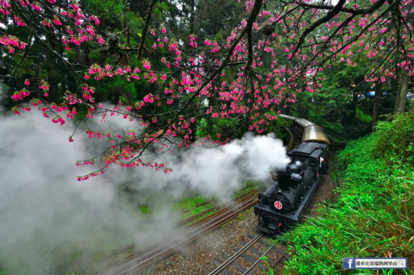 ▲阿里山櫻花。（圖／《漫步在雲端的阿里山》提供，請勿隨意翻拍，以免侵權。）