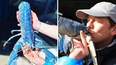 罕見藍龍蝦「比星空還美」每200萬隻僅有1隻！海產店不殺當鎮店之寶