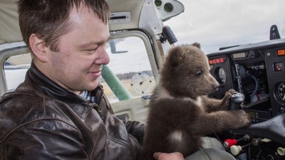 史上最萌機師！小熊流浪機場被收養　飛行員每天花兩小時陪牠冬眠