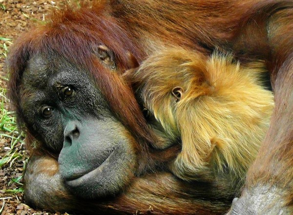 ▲印尼亞齊省森林發現兩隻紅毛猩猩被獵殺倒在地上。（圖／取自免費圖庫Pixabay）