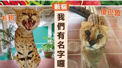 頑皮世界藪貓投票命名「傻巴魯」　連日本人都歡呼：正直善良回來啦