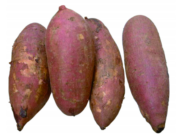 ▲▼地瓜,番薯,蔬菜。(圖/和平國際提供)