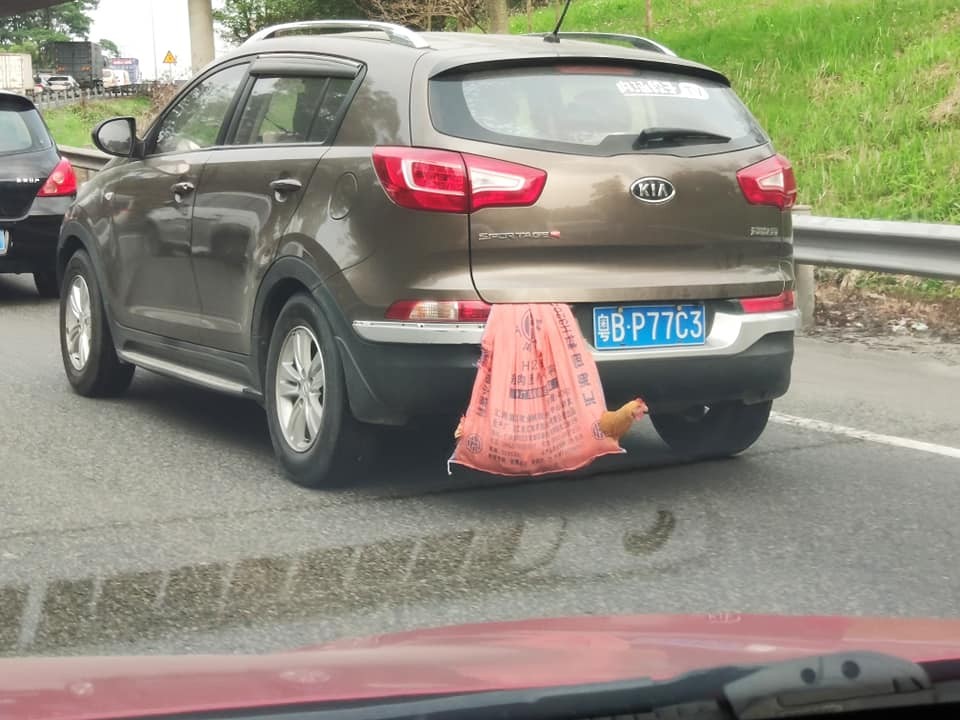 ▲▼休旅車後車箱驚見「謎樣生物」　他笑了：遇到掛機怎麼辦？。（圖／翻攝自爆料公社）