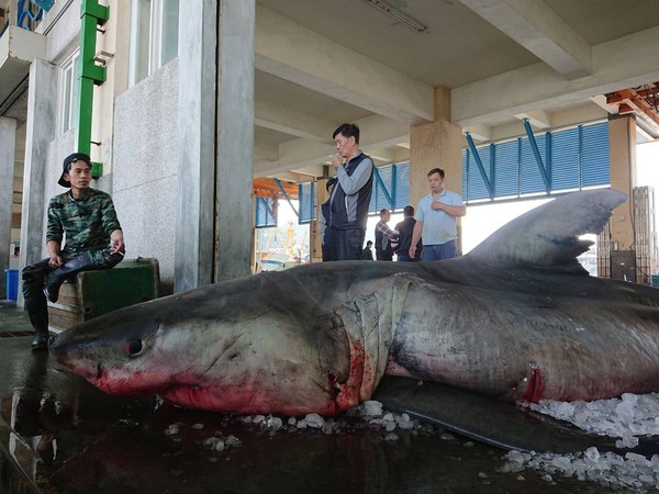 ▲20日宜蘭漁民，在東澳海域意外捕獲一尾長超過4公尺、重量1千170公斤的大白鯊，大白鯊被運到蘇澳區漁會第3魚市場拍賣。（圖／讀者提供）