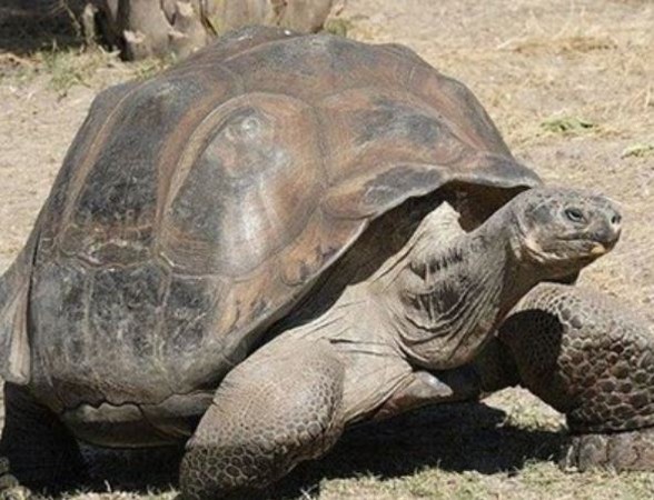 ▲▼最長壽象龜阿爾維塔活了256歲             。（圖／取自免費圖庫piaxabay）