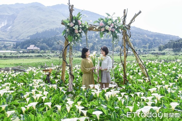 ▲2019竹子湖海芋季。（圖／記者林敬旻攝）