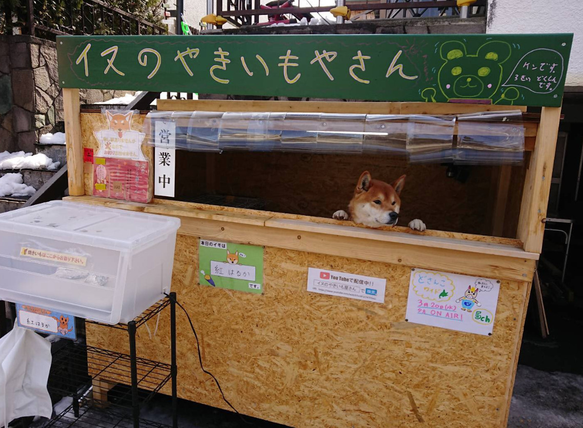 北海道柴犬賣地瓜。（圖／翻攝自推特@@hina_shii_ver2）