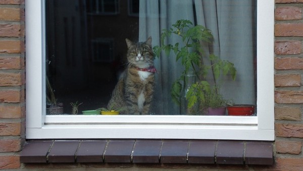 法國部長愛貓取名「脫歐」　因為牠總是喵喵叫...打開門又不走了（貓咪示意圖，非當事貓／免費圖庫pixabay） 