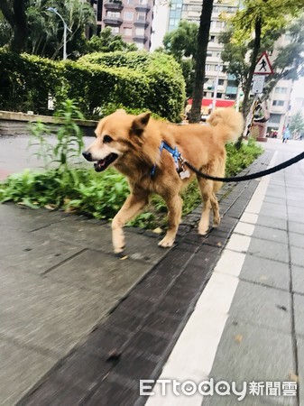 老黃狗流浪半個台北。（圖／Line群組@館長找家提供）
