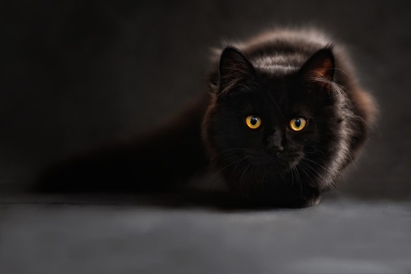 ▲▼貓,黑貓 。（圖／免費圖庫pixabay）