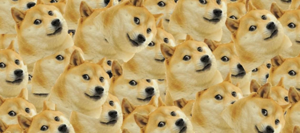 ▲網路經典梗圖「Doge」，本尊現在已經這麼老。（圖／網路梗圖、IG_kabosumama）