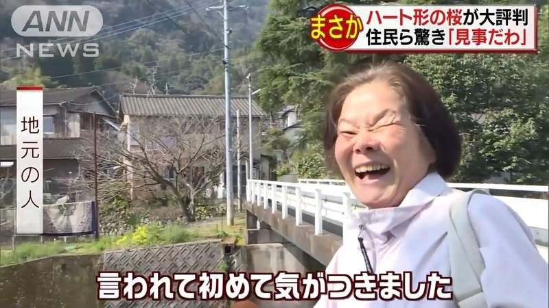 ▲▼日本人瘋拍愛心櫻花，當地人卻說聽都沒聽過。（圖／翻攝自日網，ANNnews）