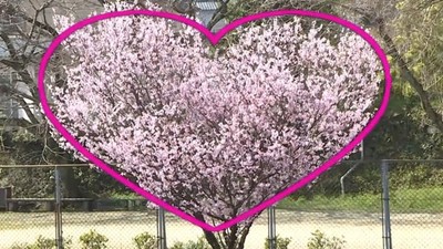 太想當網紅！觀光客瘋拍「愛心櫻花樹」　媒體偷訪當地人：活70年沒聽過