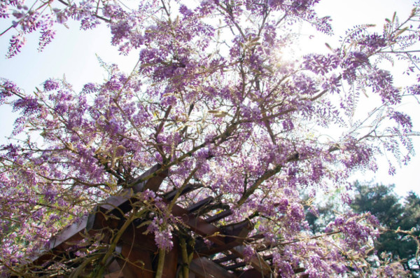 高清粉紫花