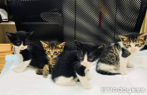 ▲▼老闆帶頭玩貓「上班幸福臉弄孫」! 女兒嘆:牠才是親生的。(圖/網友Chloe Wu授權提供)