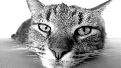 抓到了！專家證實貓咪聽到名字有反應　耳朵頭部顫動卻裝沒事