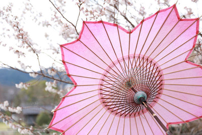櫻花季洗版！　日本傳統工藝「手漉和紙櫻花傘」　近看還有迷你小櫻花
