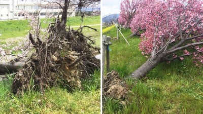 沒枯死反而「百花盛開」！櫻花樹遭颱風連根拔起，過了一年奇蹟發生