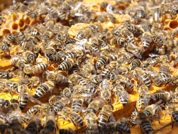 ▲▼ 蜜蜂,蜂群。（圖／取自免費圖庫Pixabay）