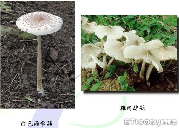 ▲白色雨傘菇、雞肉絲菇。(圖/食藥署提供)